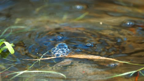 High-angle-view-of-Moor-frog-looking-at-camera-then-sinks-underwater-creating-bubbles,-static,-day