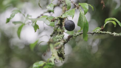 Blackthorn-fruit,-sloe-plum,-Prunus-spinosa-close-up,-circle-pan