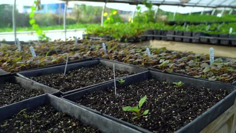 Vegetable-plants-begin-to-sprout-in-planters