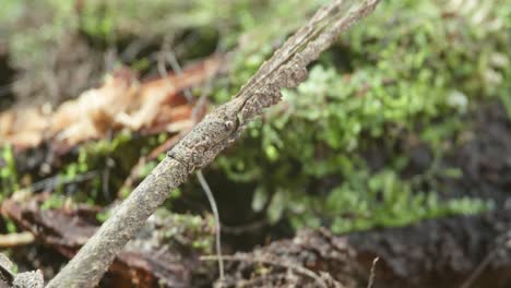 Gray-Amazon-stick-insect-camouflaging-on-rainforest-floor---tripod-close-up