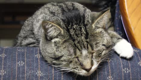 Tabby-Erwachsene-Katze-Schläft-Auf-Der-Seite-Einer-Couch-In-Einem-Wohnzimmer