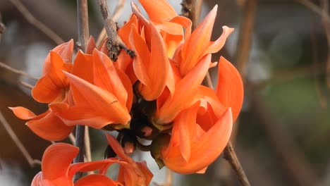 árbol-De-Coral,-Ardiendo-Con-Flores