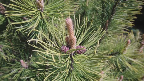 Closeup-of-pinus-contorta-pine-male-cones,-handheld-dolly-out,-day