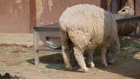 Woolly-Sheep-Eats-Dry-Grass-In-A-Farm-Next-To-A-Grass-Feeder-On-Sunny-Day