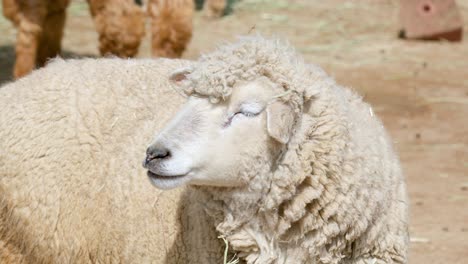 Schafe-In-Einem-Dorfbauernhof-Während-Des-Sonnigen-Tages