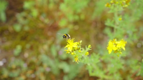 Biene,-Die-Zur-Blume-Lysimachia-Nummularia-Fliegt,-Um-Pollen-Zu-Sammeln