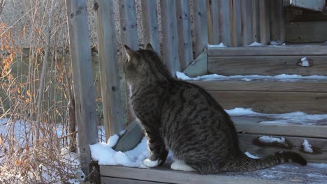 Tabby-Erwachsene-Katze-Sitzt-Im-Winter-Auf-Holztreppen-An-Der-Haustür-Eines-Hauses