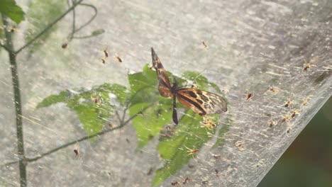 Schmetterling,-Der-Versucht,-Dem-Klebrigen,-Hintergrundbeleuchteten-Amazonas-Gemeinschaftsspinnennetz-Zu-Entkommen---Stativ