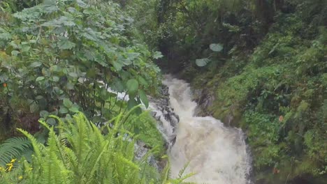 stream-in-the-jungle-of-Colombia