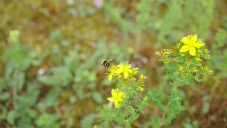 Buff-tailed-bumblebee-sucking-nectar-from-yellow-Tutsan-flowers,-handheld,-close-up,-day