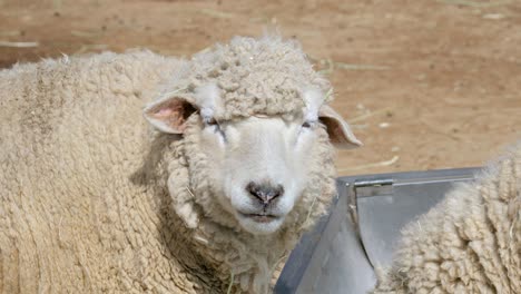 Close-up-Of-Woolly-Sheep-Looking-At-The-Camera-In-A-Farm-In-Seoul