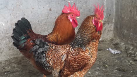 A-group-of-country-cock-which-is-locked-in-cage-for-breeding-and-used-for-the-meat-purpose