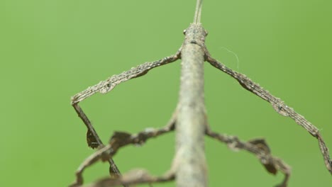 Camouflaged-gray-stick-insect-hide-in-plain-sight-on-Amazon-floor---reveal