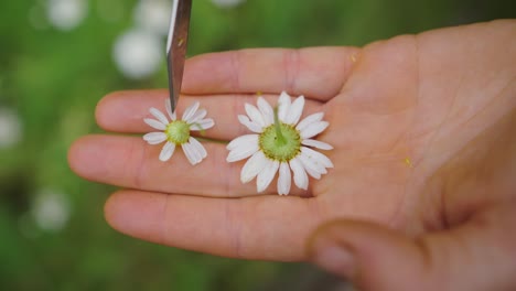 Closeup-of-hand-holding-two-camomile-flowers-while-moving-them-with-knife-blade