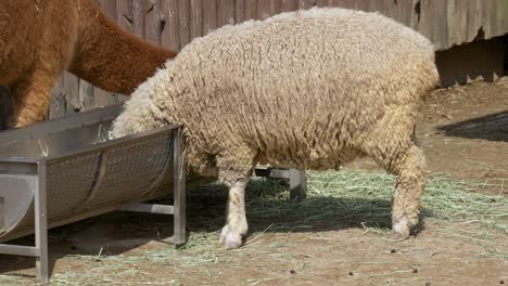 Woolly-Sheep-Eating-On-A-Metal-Trough---wide-shot