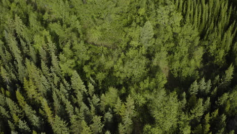AERIAL---Birch-treetops-in-Vaglaskogur-Forest,-Iceland,-lowering-tilt-up