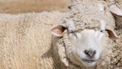 White-Woolly-Sheep-On-A-Sunny-Day-In-A-Farm---close-up