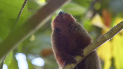 Dusky-titi-monkey-relax-on-green-branch-looking-down-in-camera---static-medium