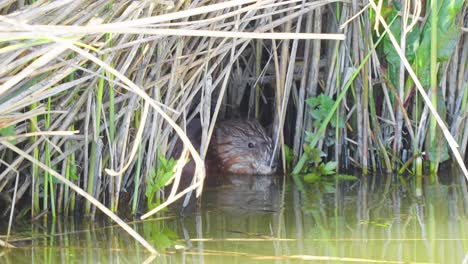 Closeup-of-beaver-hiding-under-reeds-dry-vegetation-on-water,-static,-day
