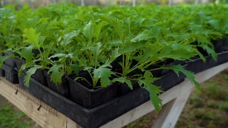 Kleine-Pflanzen-Warten-Darauf,-Umgepflanzt-Zu-Werden