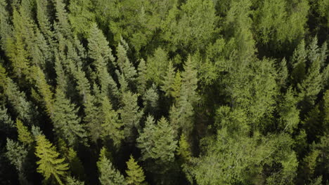 AERIAL---Birch-treetops-in-Vaglaskogur-Forest,-Iceland,-rising-tilt-down