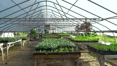 Sprouting-vegetable-plants-are-in-a-greenhouse