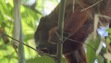 Howler-monkey-clinging-to-branch-showing-pointed-teeth-yawning---tripod-medium