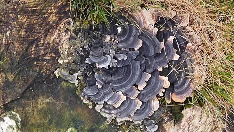 Turkeytail-fungi-,-a-member-of-the-Bracket-fungus-family,-growing-on-an-Ash-tree-stump-on-grassed-area-in-a-housing-area-in-Oakham,-the-main-town-of-Rutland,-Rutland,-England