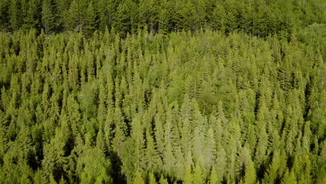 AERIAL---Birch-trees-in-Vaglaskogur-Forest,-Iceland,-forward-approach
