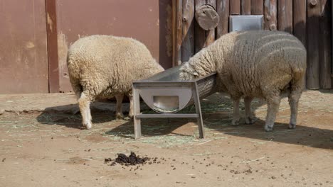 Two-Sheep-Eating-On-A-Metal-Trough-In-A-Farm---wide-shot