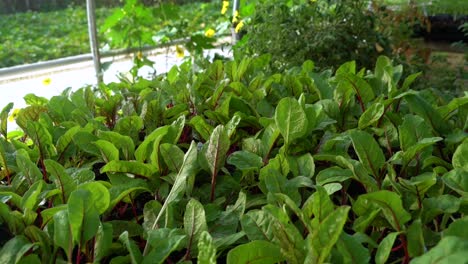 Las-Plantas-Vegetales-En-Crecimiento-Se-Sientan-En-Un-Invernadero.