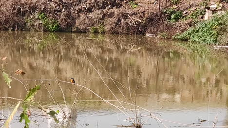 A-kingfisher-flew-across-the-pond
