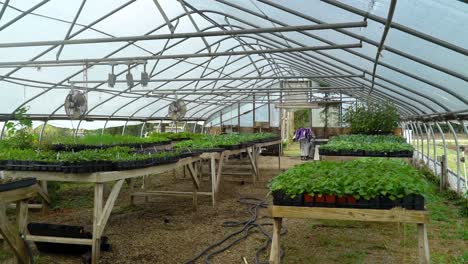 In-Einem-Gewächshaus-Wachsen-Verschiedene-Gemüsepflanzen