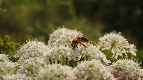 Makro-Nahaufnahme-Der-Afrikanisierten-Honigbiene,-Die-Nektar-Aus-Der-Weißen-Blume-Vernonia-Polysphaera-Saugt,-Tag