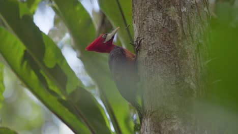 Female-Red-Necked-woodpecker-perched-on-tree-trunk,-Tambopata-National-Reserve