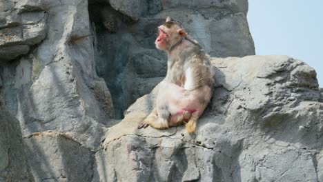 A-Red-Face-Monkey-Sitting-And-Lying-Awkwardly-On-A-Big-Rock-At-Seoul-Grand-Park-Zoo-In-Gwacheon-si,-Gyeonggi-Province,-Korea