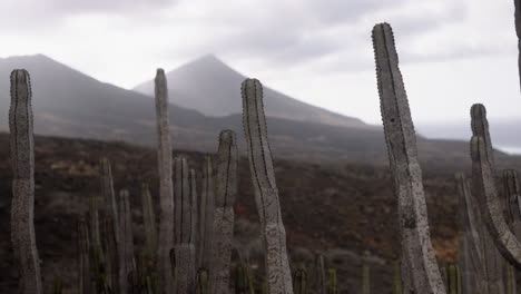 Cactus-desert-classic-natural-landscape-in-Fuerteventura-canary-island-Spain,-windy-cloudy-day-in-remote-area,-trekking-and-hiking-badlands