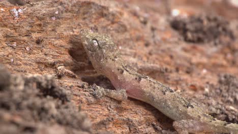 Camouflaged-Amazon-gecko-hiding-on-rugged-rocks---full