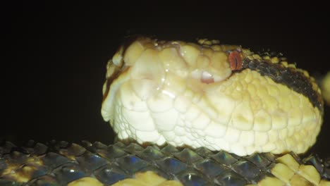 Scary-Bushmaster-viper-coiled-up-hunting-with-head-on-body-at-night---close-up