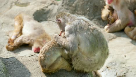 Mother-Monkey-Sitting-Cuddling-Her-Sleeping-Baby-In-Seoul-Grand-Park-Zoo-In-Gwacheon,-Korea