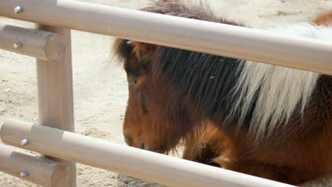 Pony-Shetland-Descansando-Acostado-En-El-Zoológico-Grand-Park-De-Seúl-En-Gwacheon,-Corea-Del-Sur