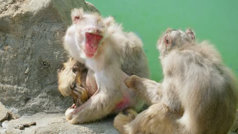 Makaken-Affe,-Der-Läuse-Von-Einem-Anderen-Affen-Im-Zoo-Von-Seoul-Grand-Park-In-Korea-Isst