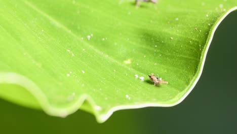 Small-Amazon-worker-ant-exploring-and-crawling-on-junk-bug-on-green-leaf---full