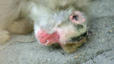 Closeup-View-Of-Sleepy-And-Tired-Monkey-With-Red-Face-Lying-Sideways-On-The-Ground-At-Seoul-Grand-Park-Zoo-In-Gwacheon,-Korea