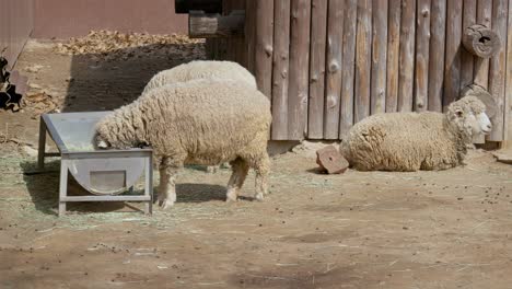 Weiße-Schafe,-Die-Heu-Auf-Dem-Trog-Auf-Dem-Bauernhof-Essen