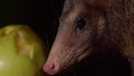Braunes-Opossum,-Das-Nach-Dem-Essen-Auf-Dunklem-Amazonas-Waldboden-In-Die-Kamera-Blickt---Mittel