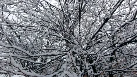 Heavy-snow-lightly-falls-on-trees-Branches,-winter