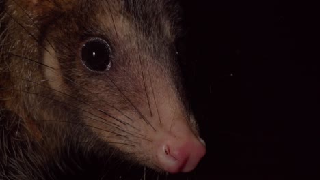 Face-of-opossum-look-into-camera-on-dark-Amazon-forest-floor---tripod-medium