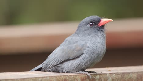 Gray-Numbird-with-pink-beak-sitting-on-deck---tripod-reveal