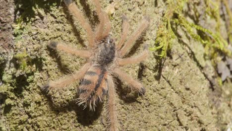 pygmy-toed,-or-pinktoe-tarantula-crawls-over-tree-bark,-Tambopata-Peru